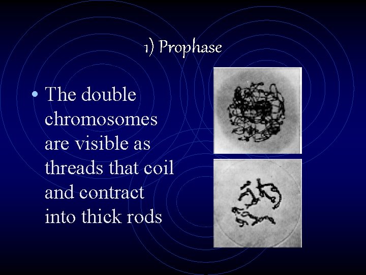 1) Prophase • The double chromosomes are visible as threads that coil and contract