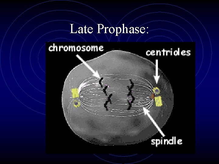 Late Prophase: 