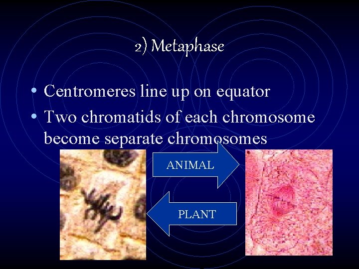 2) Metaphase • Centromeres line up on equator • Two chromatids of each chromosome