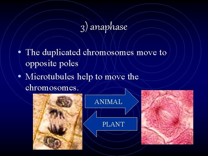 3) anaphase • The duplicated chromosomes move to opposite poles • Microtubules help to