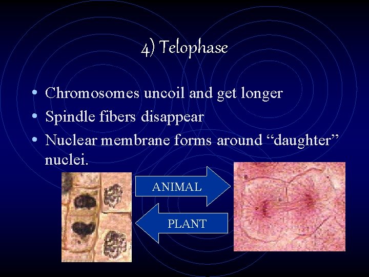 4) Telophase • Chromosomes uncoil and get longer • Spindle fibers disappear • Nuclear