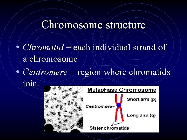 Chromosome structure • Chromatid = each individual strand of a chromosome • Centromere =