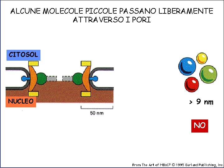 ALCUNE MOLECOLE PICCOLE PASSANO LIBERAMENTE ATTRAVERSO I PORI CITOSOL NUCLEO < 9 nm >
