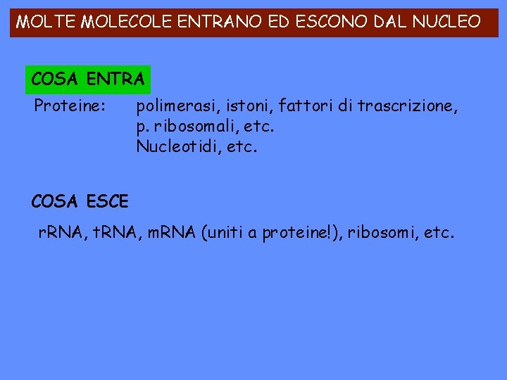 MOLTE MOLECOLE ENTRANO ED ESCONO DAL NUCLEO COSA ENTRA Proteine: polimerasi, istoni, fattori di