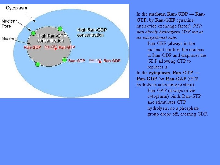 In the nucleus, Ran-GDP → Ran. GTP, by Ran-GEF (guanine nucleotide exchange factor). FYI: