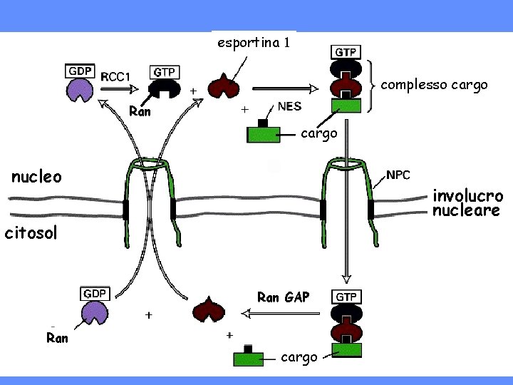esportina complesso cargo Ran cargo nucleo involucro nucleare citosol Ran GAP Ran cargo 