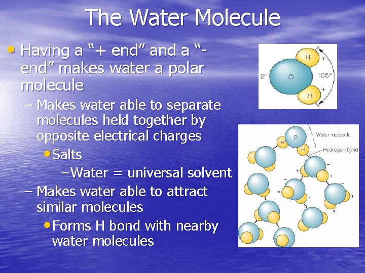 The Water Molecule • Having a “+ end” and a “end” makes water a