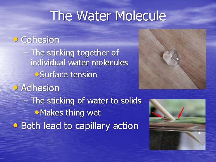 The Water Molecule • Cohesion – The sticking together of individual water molecules •