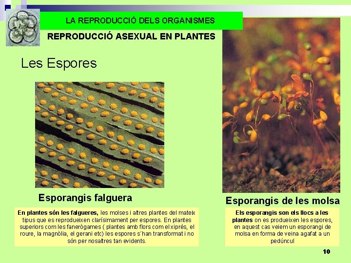 LA REPRODUCCIÓ DELS ORGANISMES REPRODUCCIÓ ASEXUAL EN PLANTES Les Esporangis falguera En plantes són