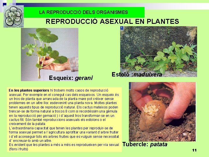 LA REPRODUCCIÓ DELS ORGANISMES REPRODUCCIÓ ASEXUAL EN PLANTES Esqueix: gerani Estoló : maduixera En