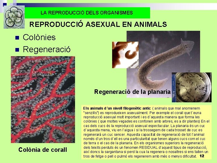 LA REPRODUCCIÓ DELS ORGANISMES REPRODUCCIÓ ASEXUAL EN ANIMALS n n Colònies Regeneració de la