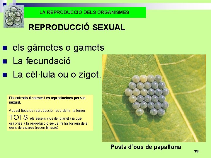 LA REPRODUCCIÓ DELS ORGANISMES REPRODUCCIÓ SEXUAL n n n els gàmetes o gamets La