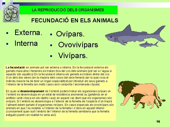 LA REPRODUCCIÓ DELS ORGANISMES FECUNDACIÓ EN ELS ANIMALS § § Externa. Interna § §