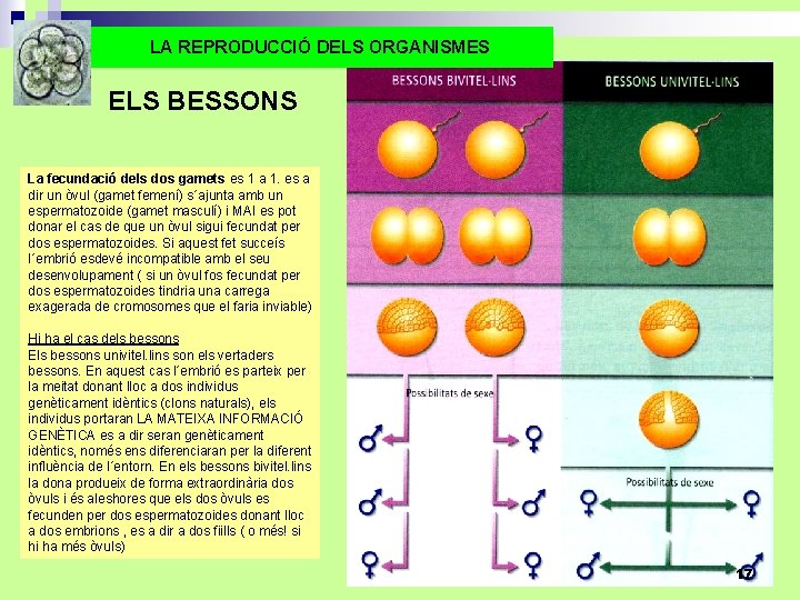 LA REPRODUCCIÓ DELS ORGANISMES ELS BESSONS La fecundació dels dos gamets es 1 a