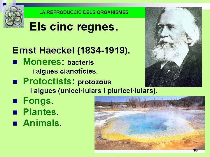 LA REPRODUCCIÓ DELS ORGANISMES Els cinc regnes. Ernst Haeckel (1834 -1919). n Moneres: bacteris