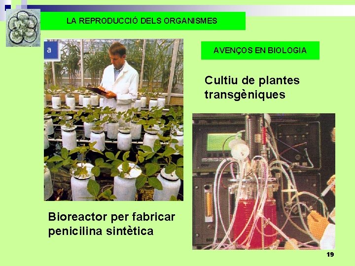 LA REPRODUCCIÓ DELS ORGANISMES AVENÇOS EN BIOLOGIA Cultiu de plantes transgèniques Bioreactor per fabricar