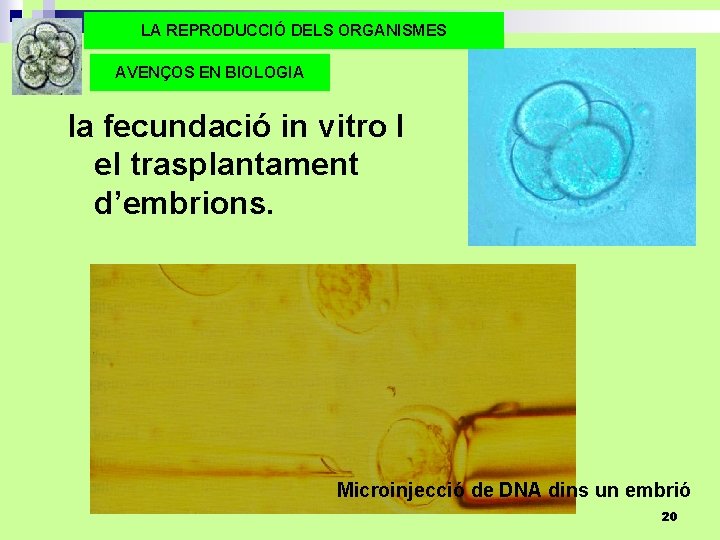 LA REPRODUCCIÓ DELS ORGANISMES AVENÇOS EN BIOLOGIA la fecundació in vitro I el trasplantament