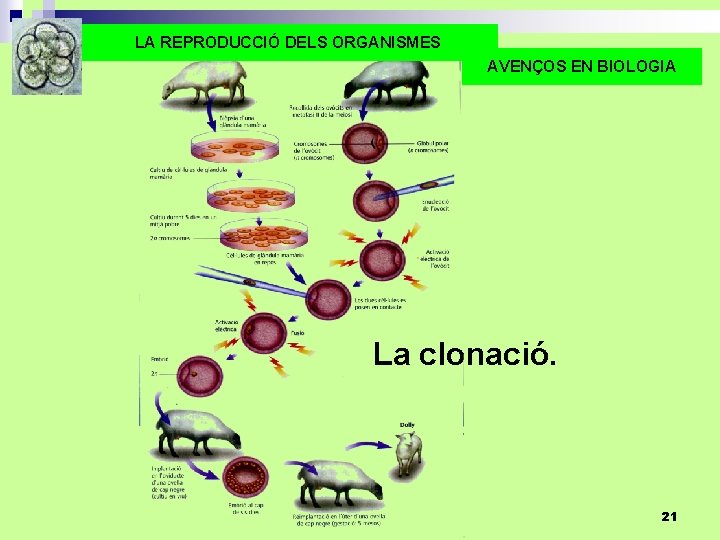 LA REPRODUCCIÓ DELS ORGANISMES AVENÇOS EN BIOLOGIA La clonació. 21 