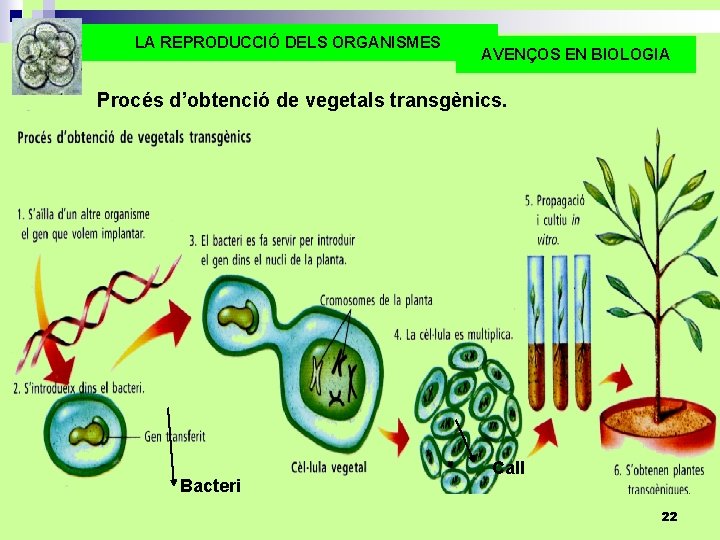 LA REPRODUCCIÓ DELS ORGANISMES AVENÇOS EN BIOLOGIA Procés d’obtenció de vegetals transgènics. Bacteri Call