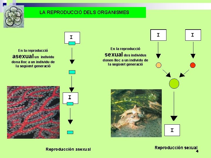 LA REPRODUCCIÓ DELS ORGANISMES En la reproducció asexual un individu dona lloc a un