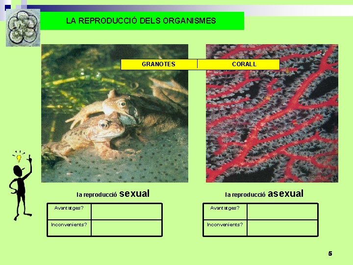 LA REPRODUCCIÓ DELS ORGANISMES GRANOTES la reproducció sexual CORALL la reproducció Avantatges? Inconvenients? asexual