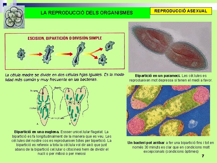 LA REPRODUCCIÓ DELS ORGANISMES REPRODUCCIÓ ASEXUAL Bipartició en un parameci. Les cèl. lules es