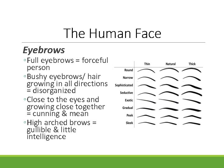 The Human Face Eyebrows ◦ Full eyebrows = forceful person ◦ Bushy eyebrows/ hair The Human Face Eyebrows ◦ Full eyebrows = forceful person ◦ Bushy eyebrows/ hair