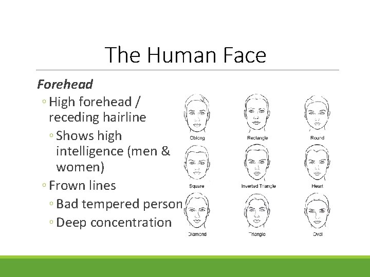The Human Face Forehead ◦ High forehead / receding hairline ◦ Shows high intelligence The Human Face Forehead ◦ High forehead / receding hairline ◦ Shows high intelligence