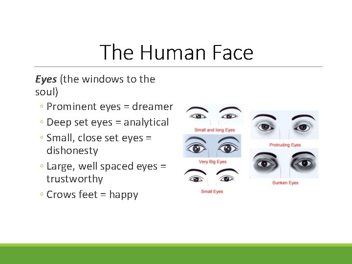 The Human Face Eyes (the windows to the soul) ◦ Prominent eyes = dreamer