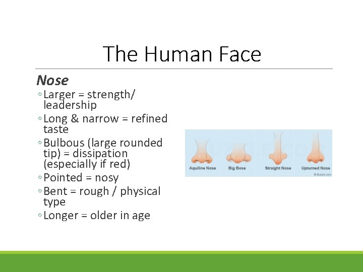 The Human Face Nose ◦ Larger = strength/ leadership ◦ Long & narrow =