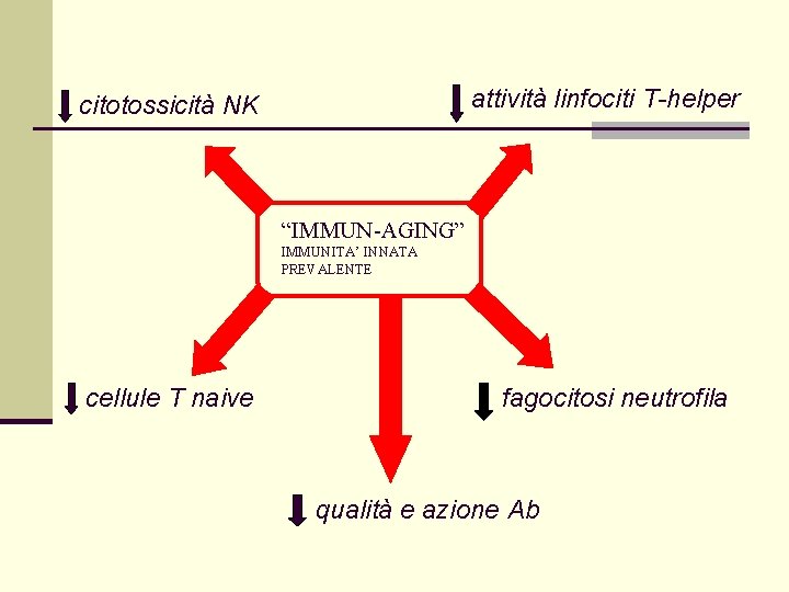 attività linfociti T-helper citotossicità NK “IMMUN-AGING” IMMUNITA’ INNATA PREVALENTE cellule T naive fagocitosi neutrofila