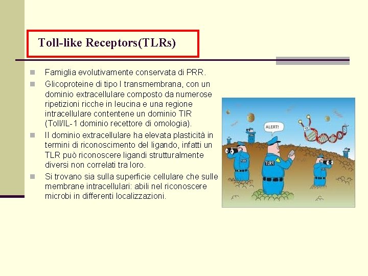 Toll-like Receptors(TLRs) n n Famiglia evolutivamente conservata di PRR. Glicoproteine di tipo I transmembrana,