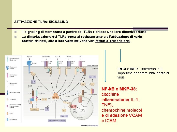 ATTIVAZIONE TLRs: SIGNALING n n Il signaling di membrana a partire dai TLRs richiede