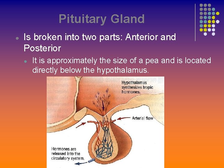 Pituitary Gland ● Is broken into two parts: Anterior and Posterior ● It is