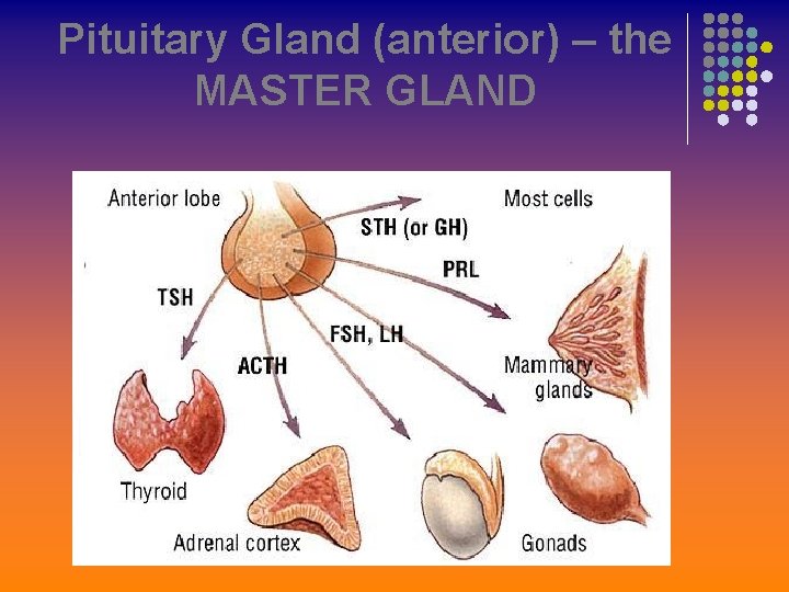 Pituitary Gland (anterior) – the MASTER GLAND 