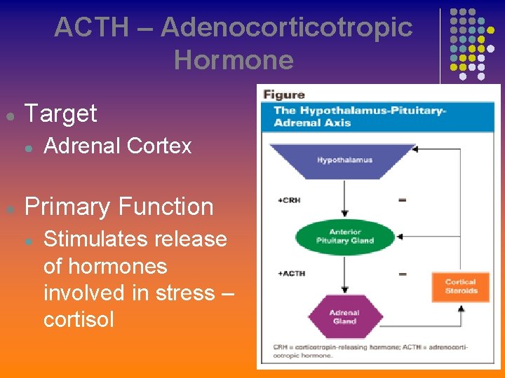 ACTH – Adenocorticotropic Hormone ● Target ● ● Adrenal Cortex Primary Function ● Stimulates