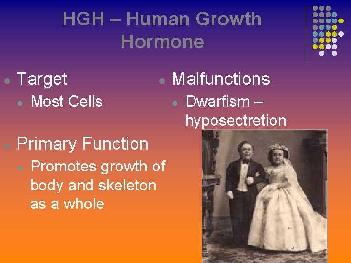 HGH – Human Growth Hormone ● Target ● ● ● Most Cells Primary Function