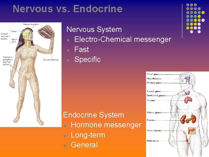 Nervous vs. Endocrine Nervous System ● Electro-Chemical messenger ● Fast ● Specific Endocrine System