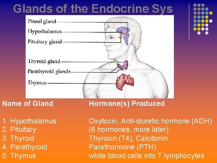 Glands of the Endocrine Sys Name of Gland Hormone(s) Produced 1. Hypothalamus 2. Pituitary