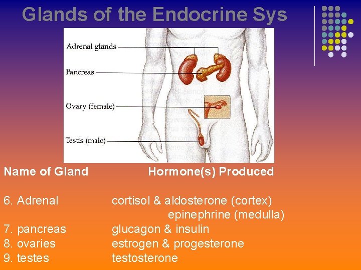 Glands of the Endocrine Sys Name of Gland 6. Adrenal 7. pancreas 8. ovaries