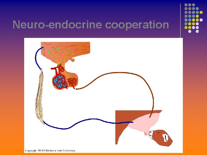Neuro-endocrine cooperation 