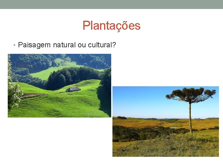 Plantações • Paisagem natural ou cultural? 