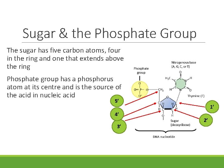 Sugar & the Phosphate Group The sugar has five carbon atoms, four in the Sugar & the Phosphate Group The sugar has five carbon atoms, four in the