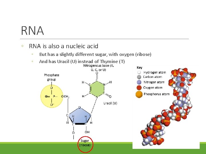 RNA ◦ RNA is also a nucleic acid ◦ ◦ But has a slightly RNA ◦ RNA is also a nucleic acid ◦ ◦ But has a slightly