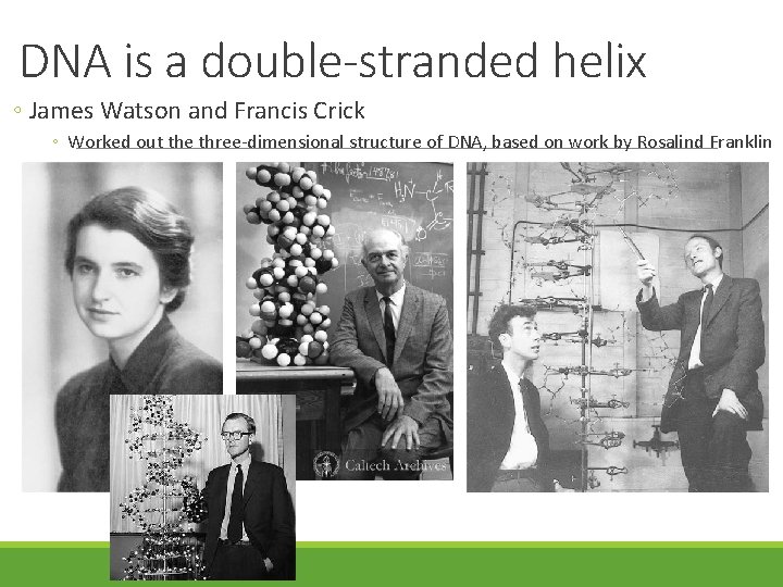 DNA is a double-stranded helix ◦ James Watson and Francis Crick ◦ Worked out DNA is a double-stranded helix ◦ James Watson and Francis Crick ◦ Worked out