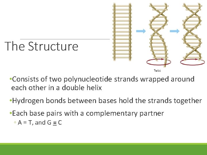 The Structure • Consists of two polynucleotide strands wrapped around each other in a The Structure • Consists of two polynucleotide strands wrapped around each other in a