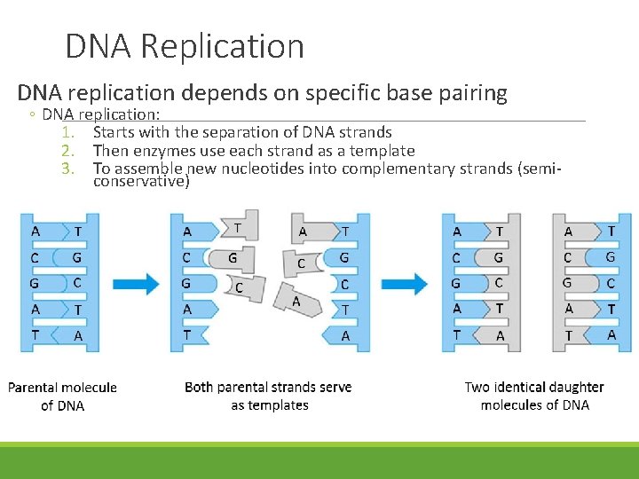 DNA Replication DNA replication depends on specific base pairing ◦ DNA replication: 1. Starts DNA Replication DNA replication depends on specific base pairing ◦ DNA replication: 1. Starts