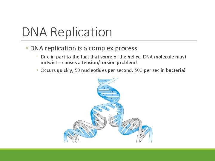 DNA Replication ◦ DNA replication is a complex process ◦ Due in part to DNA Replication ◦ DNA replication is a complex process ◦ Due in part to