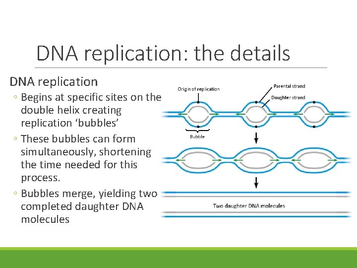 DNA replication: the details DNA replication ◦ Begins at specific sites on the double DNA replication: the details DNA replication ◦ Begins at specific sites on the double