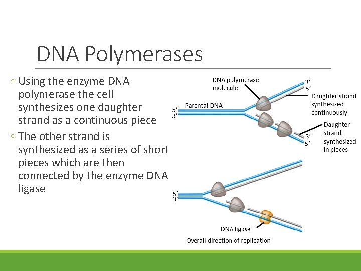 DNA Polymerases ◦ Using the enzyme DNA polymerase the cell synthesizes one daughter strand DNA Polymerases ◦ Using the enzyme DNA polymerase the cell synthesizes one daughter strand